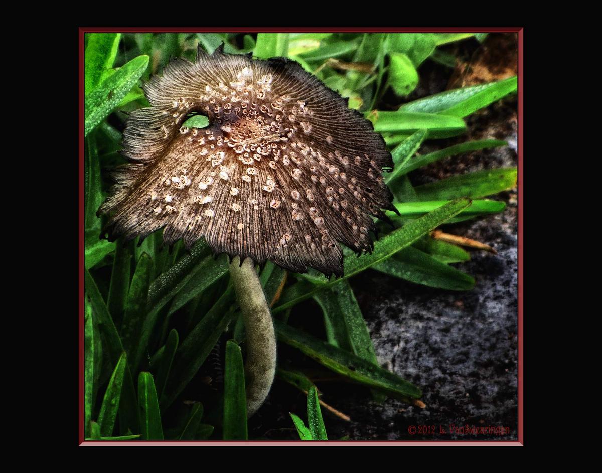 Curvy mushroom