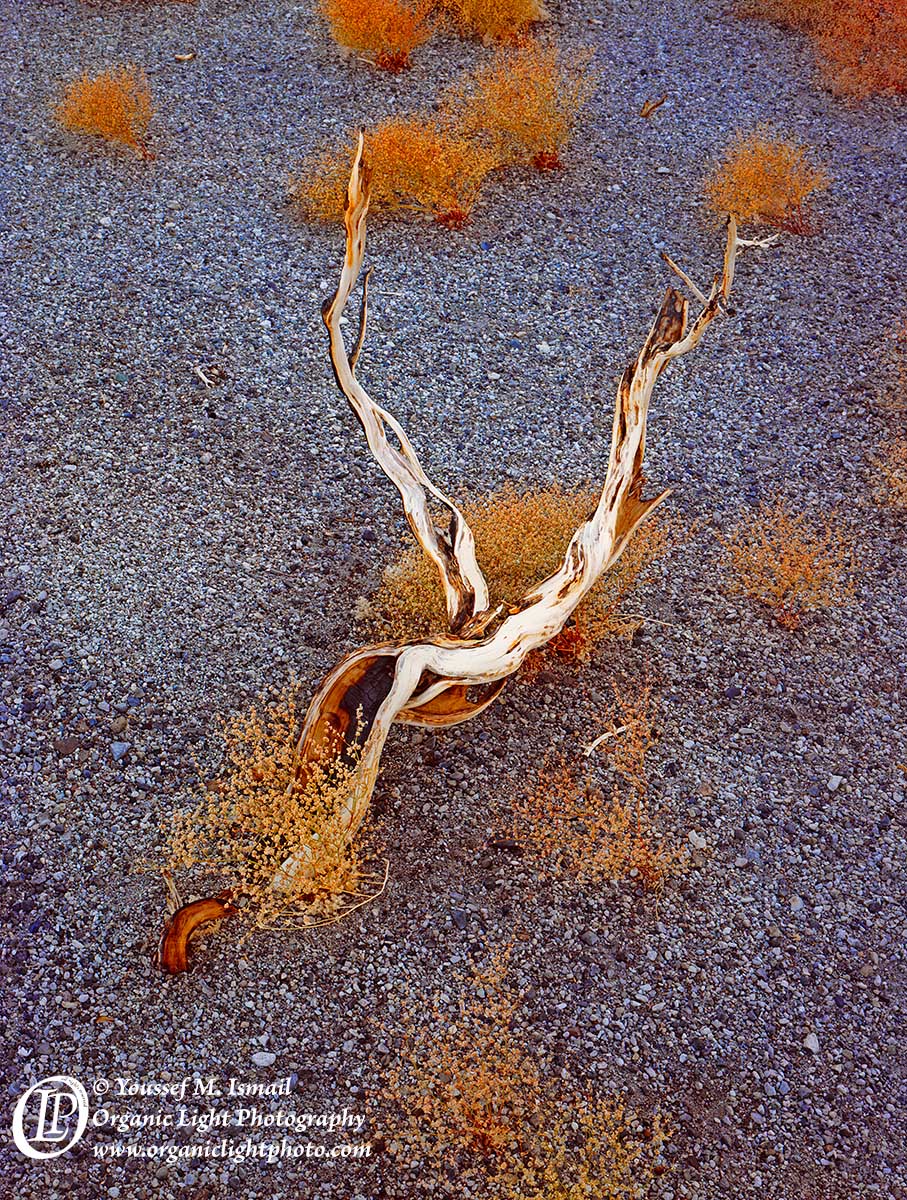 Relic