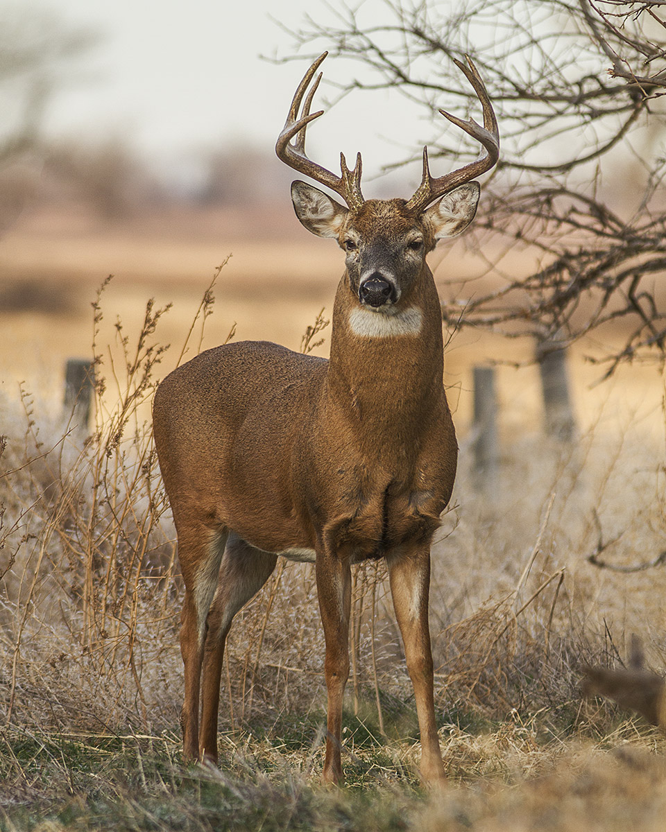 Kansas White-tail