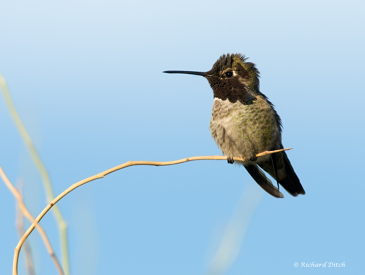 Anna's Hummingbird