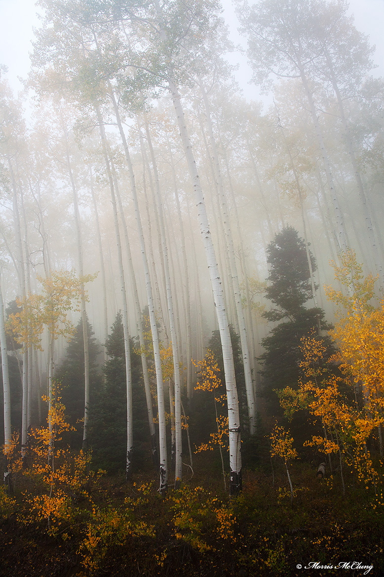 Apparitions II