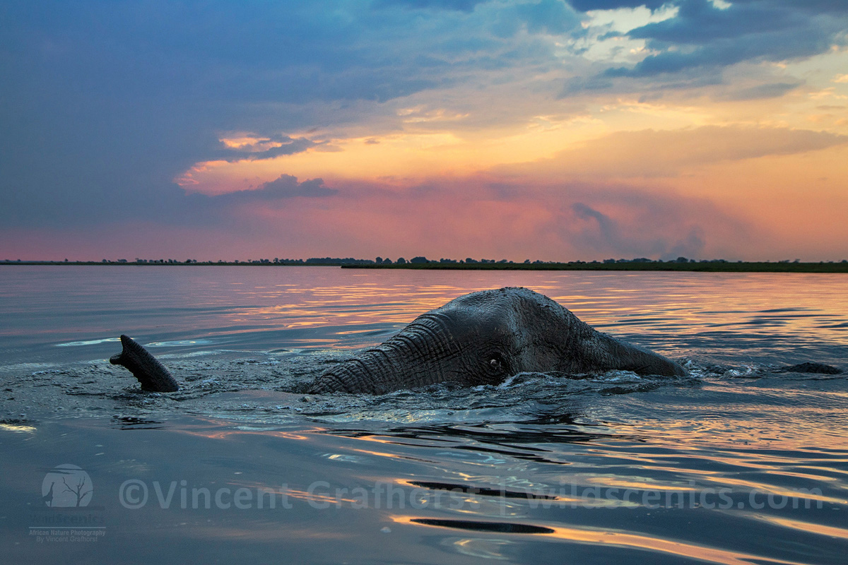 Evening Swim