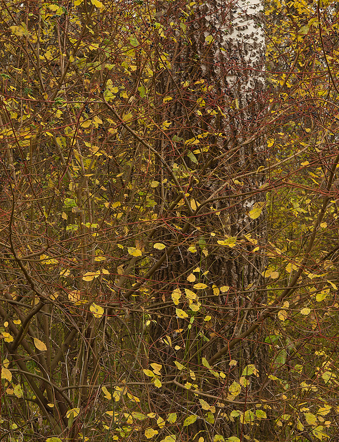 Trees #2