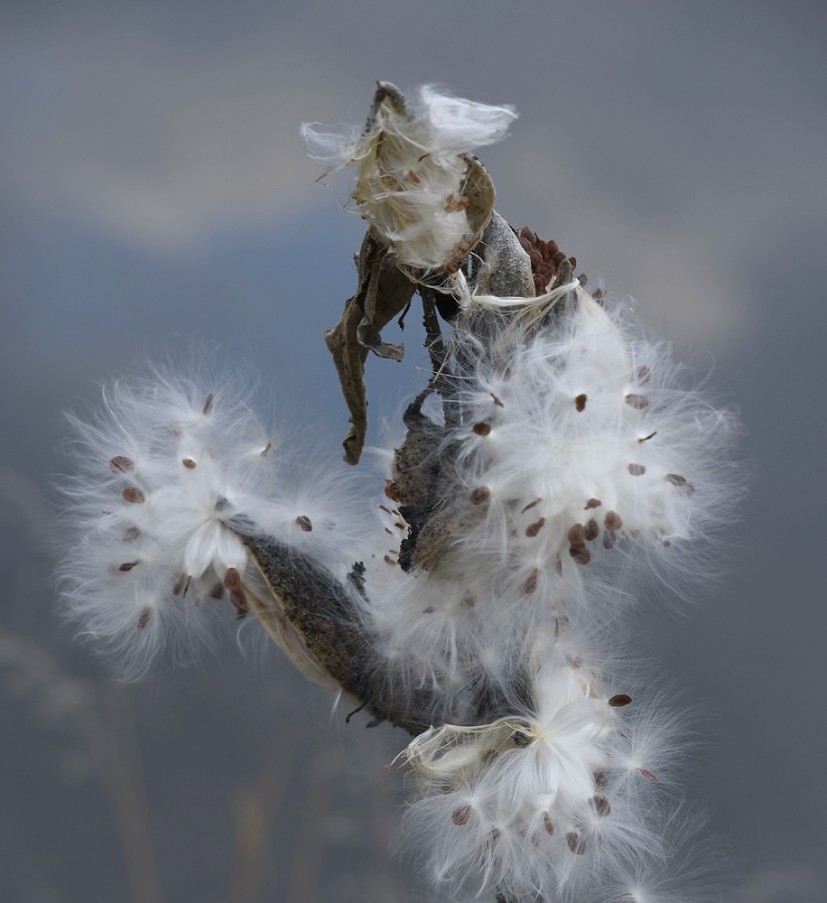 Milkweed  Dancer