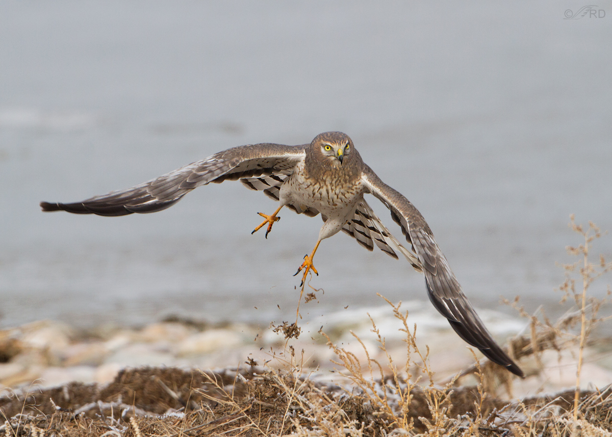 Northern Harrier
