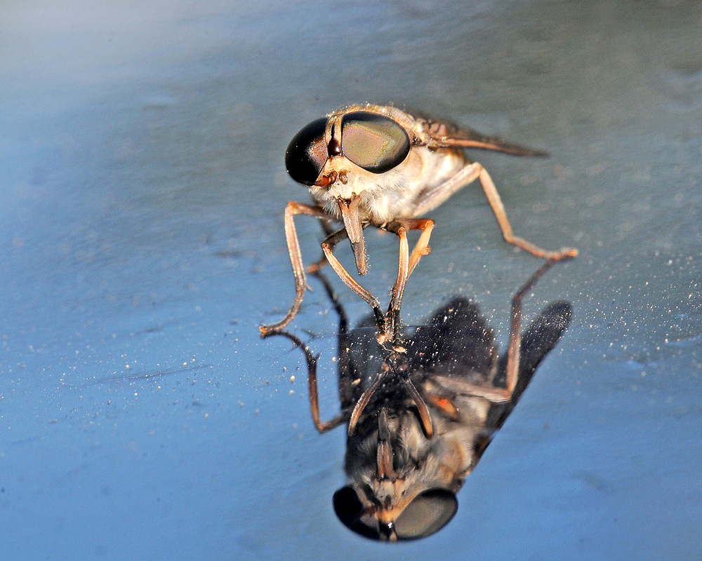 Horsefly