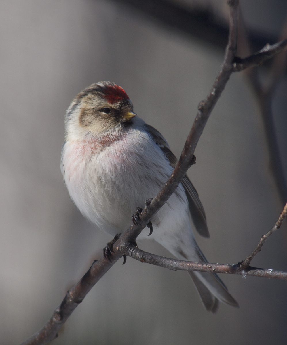 Hoary Redpoll