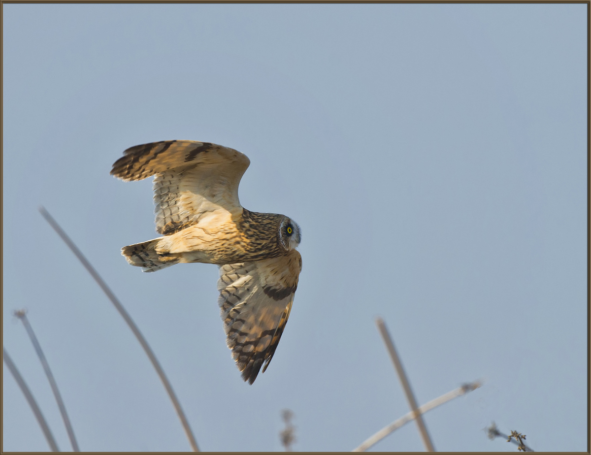 Short-eared Owl