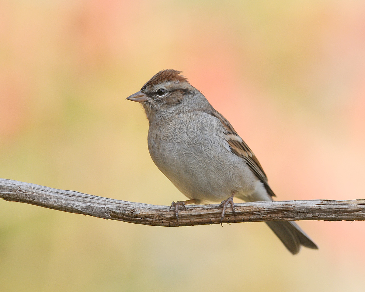 Chipping Sparrow