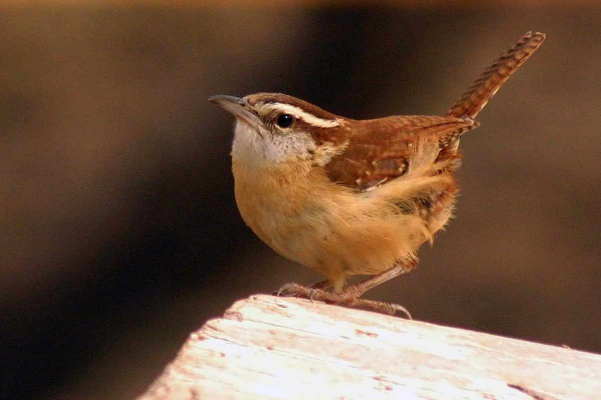 Carolina Wren