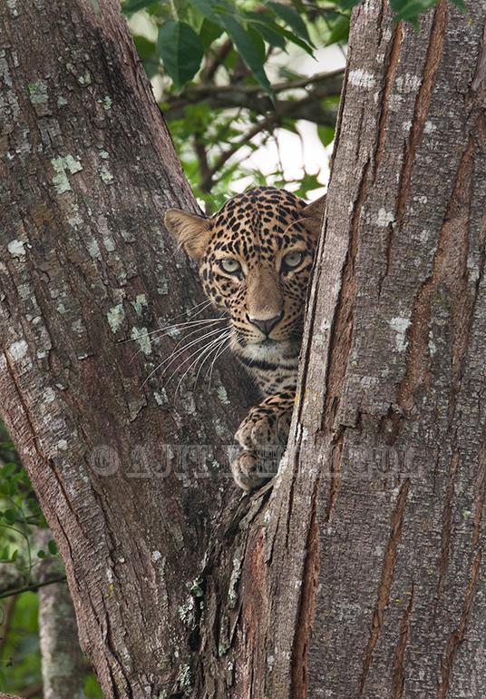 Leopard! Leopard!