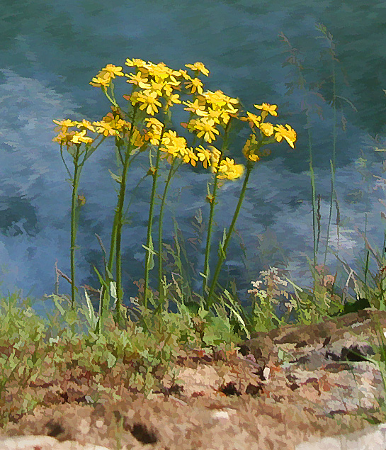 Flowers and Water