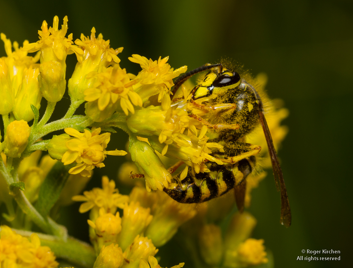 Yellowjacket on Goldenrod