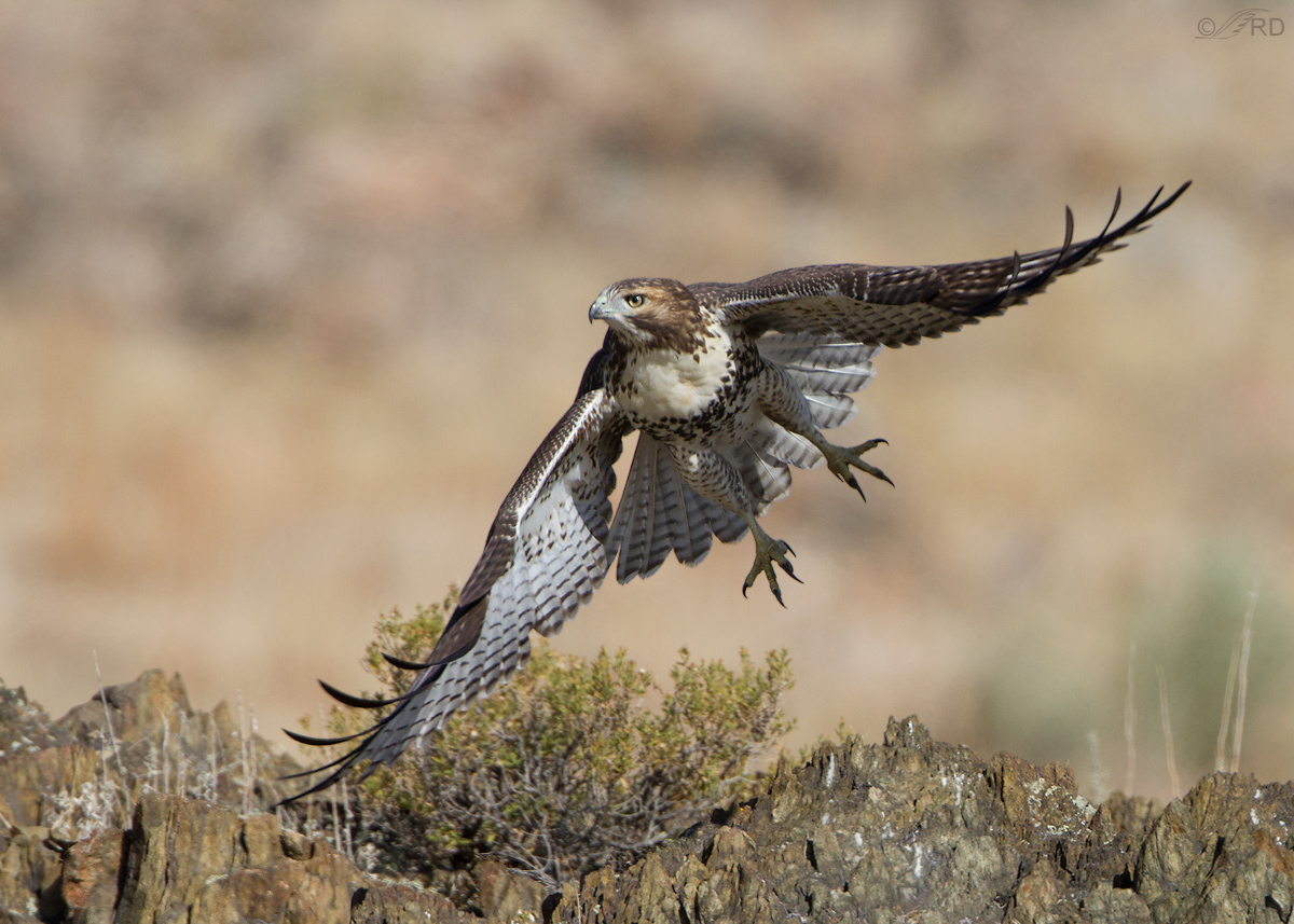 Red-tailed Hawk