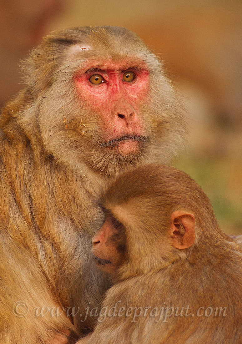 Rhesus Monkey