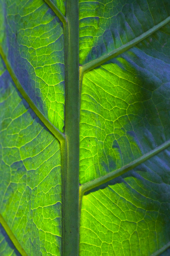 Light and Shade II