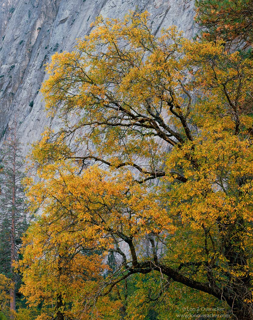 Yosemite Moments #8