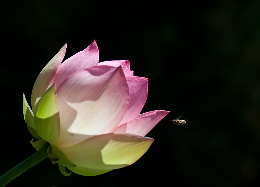 The Lotus and the Bee
