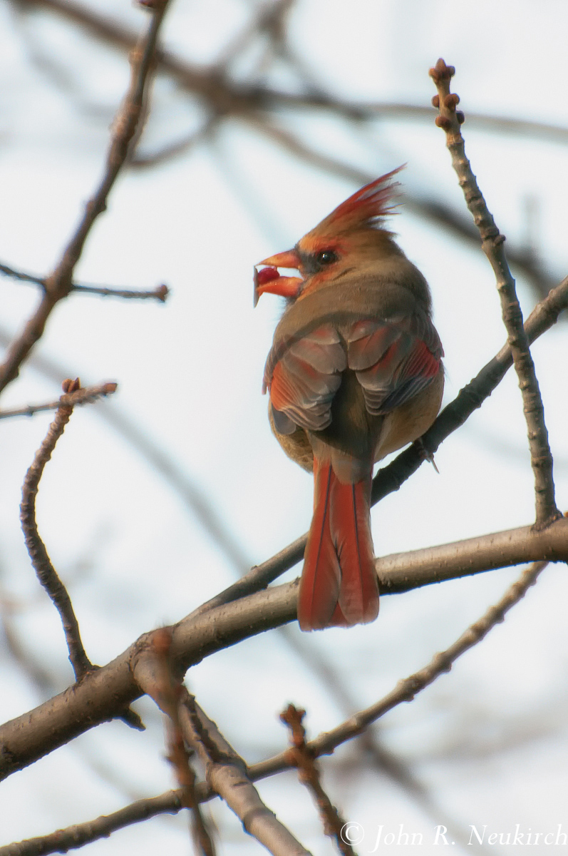Northern Cardinal