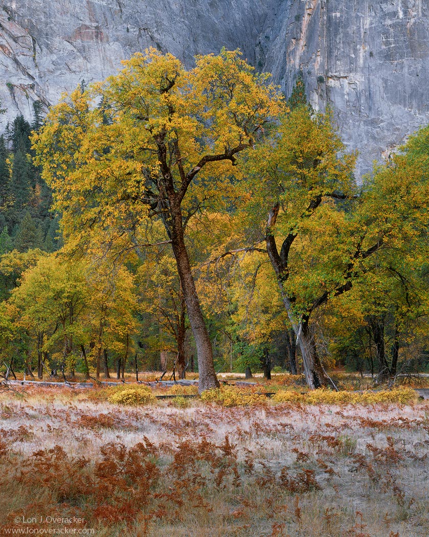 Yosemite Moments #9