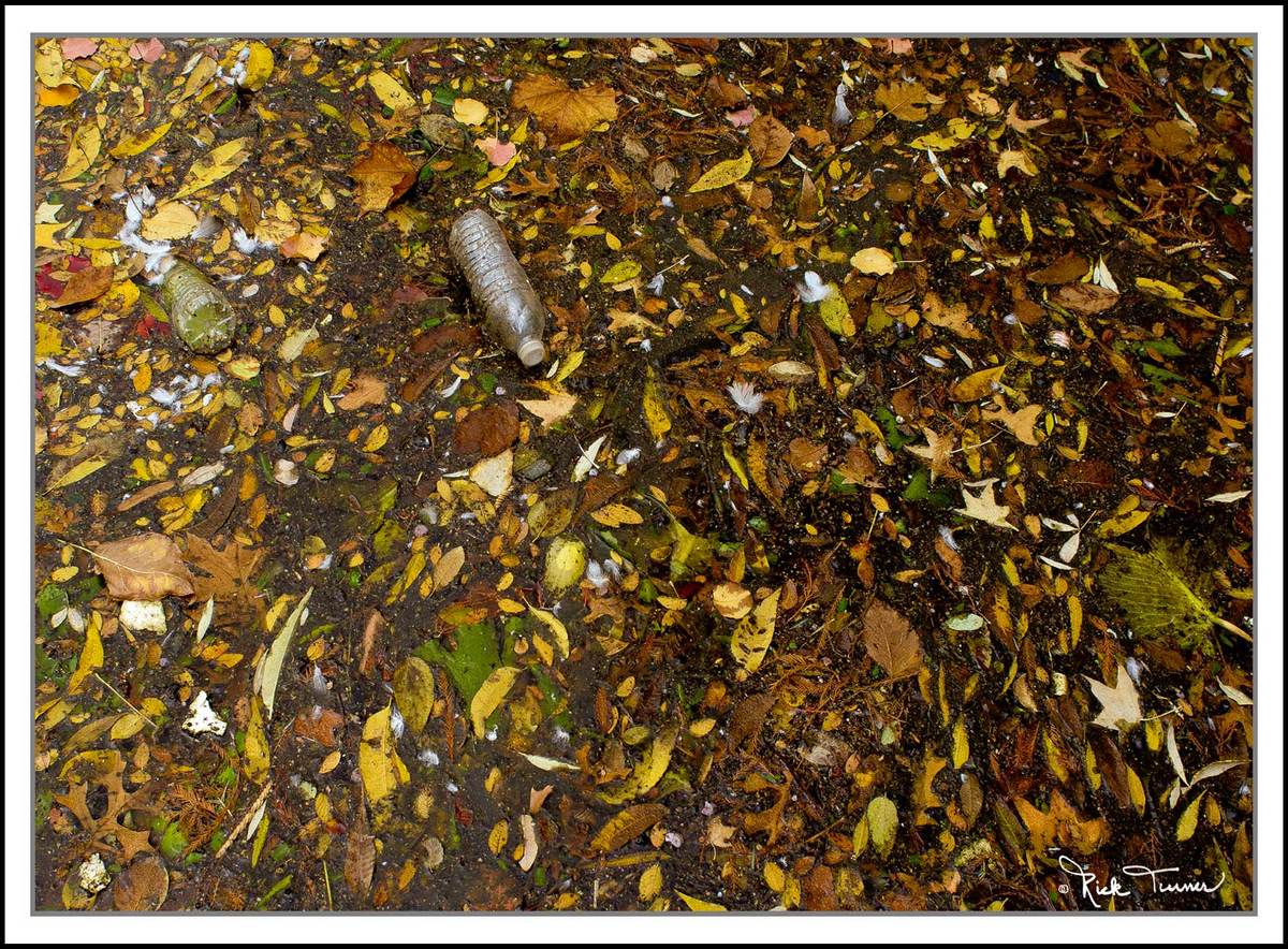 Leaves  & Plastic