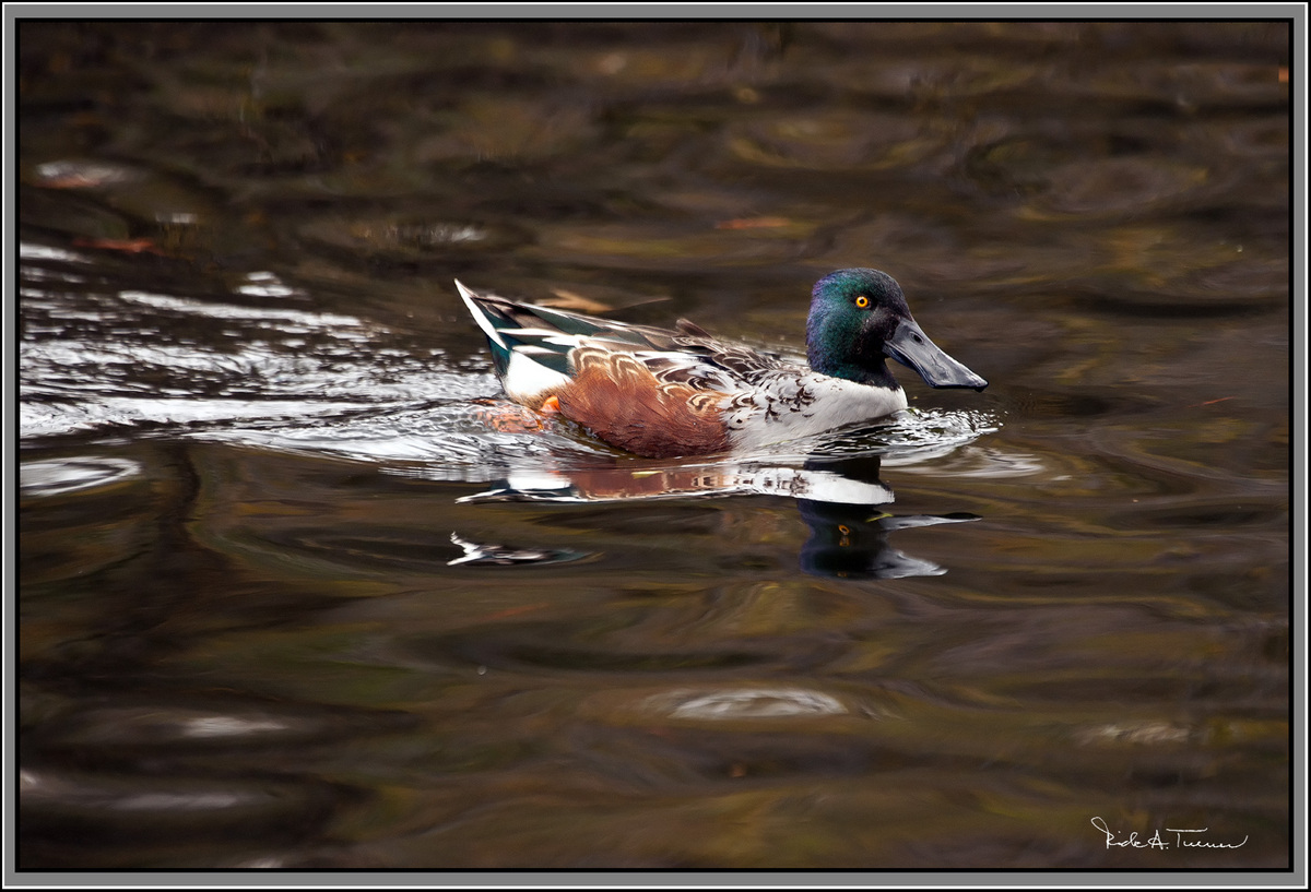 Northern Shoveler