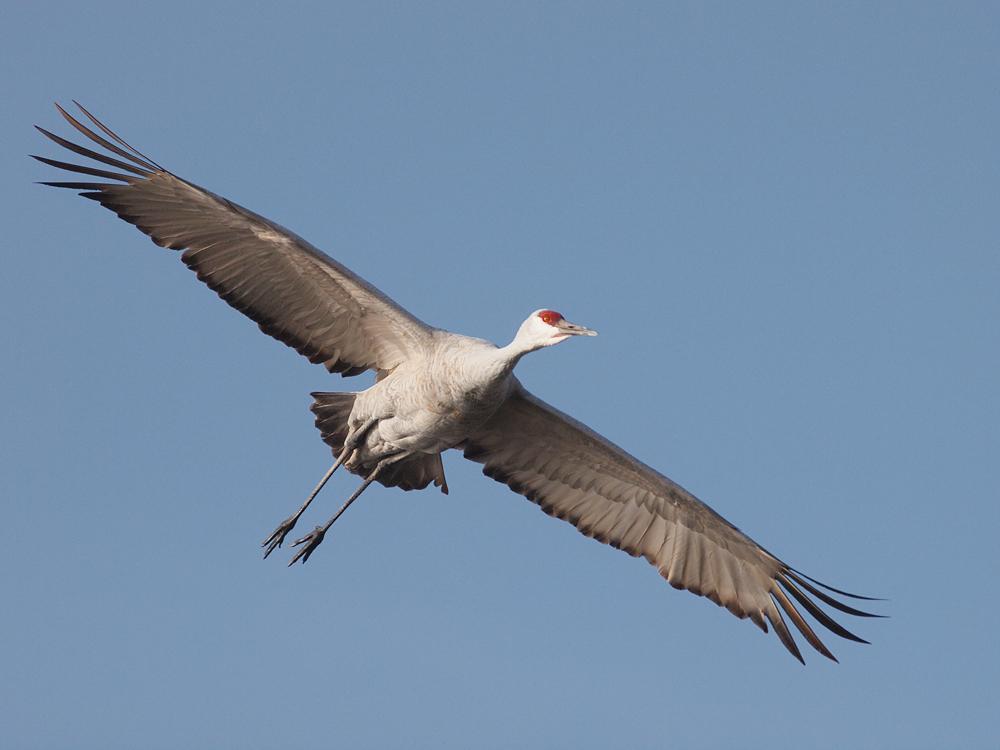 Sandhill on Sunny Sky