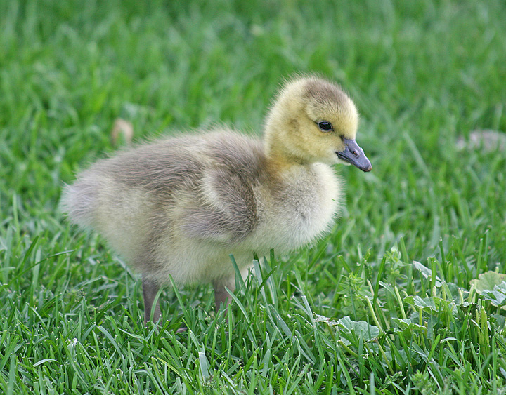 Fluffy Gosling