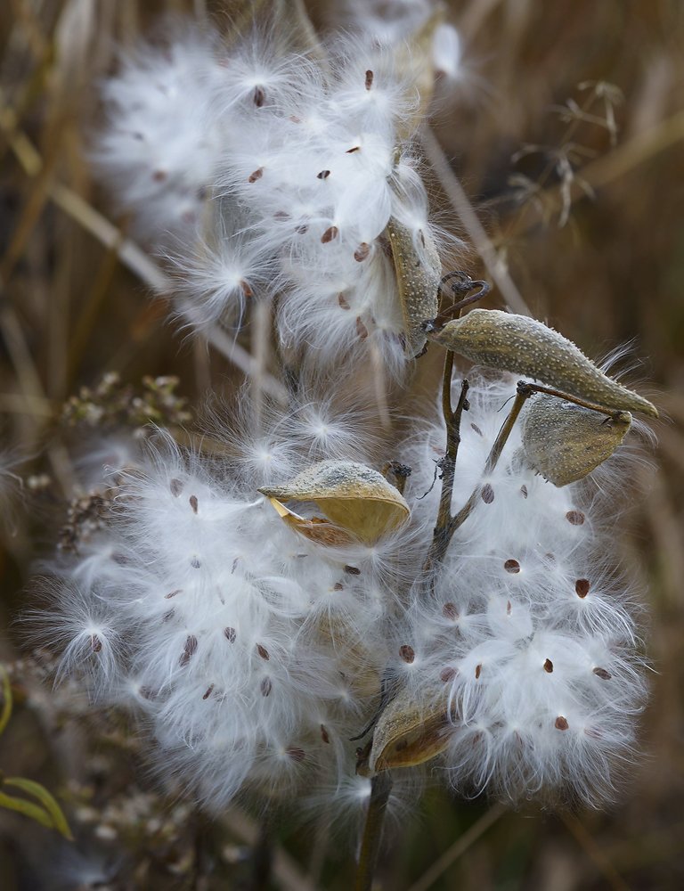 Amazing Milkweed +repost