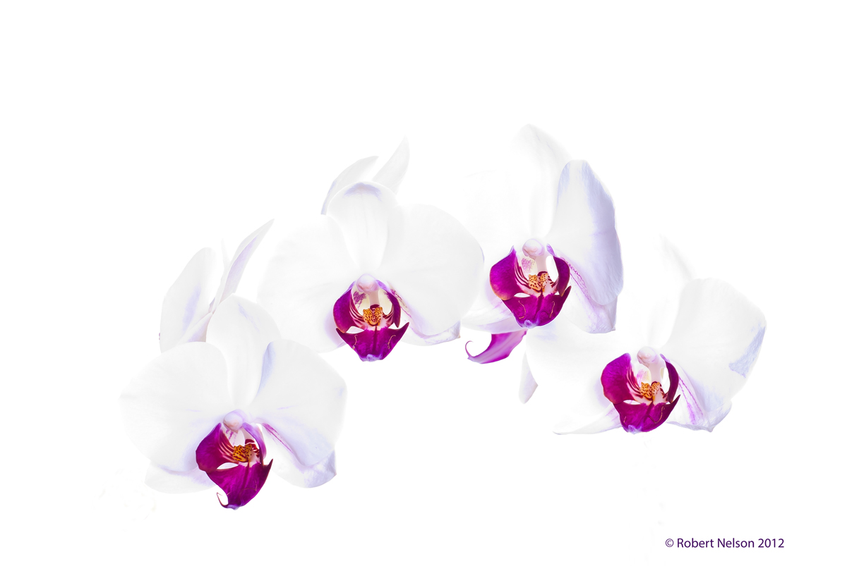 Orchid 1