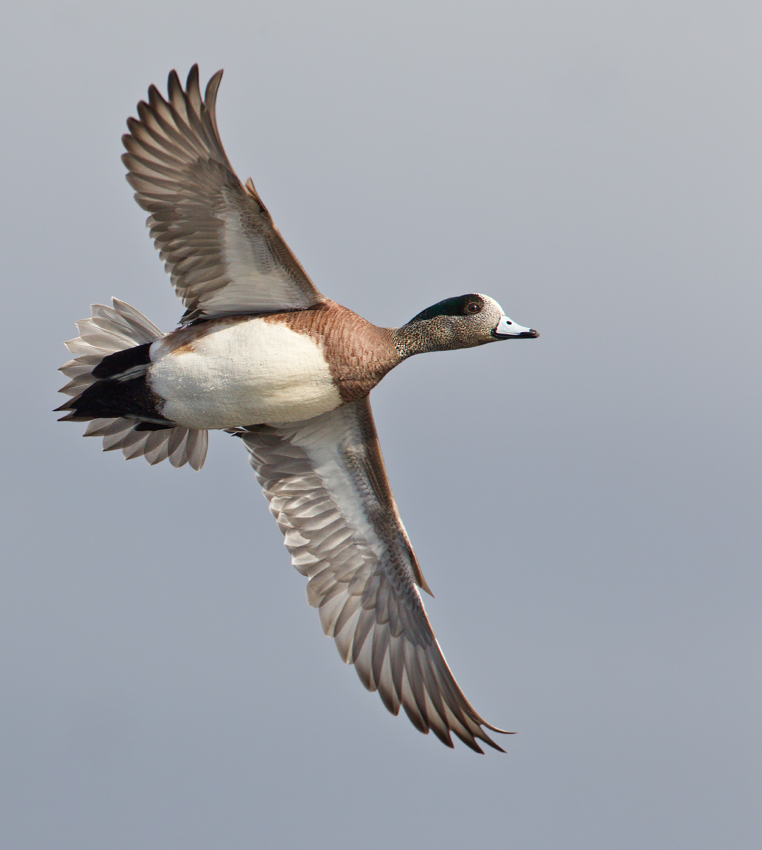 Wigeon Flare