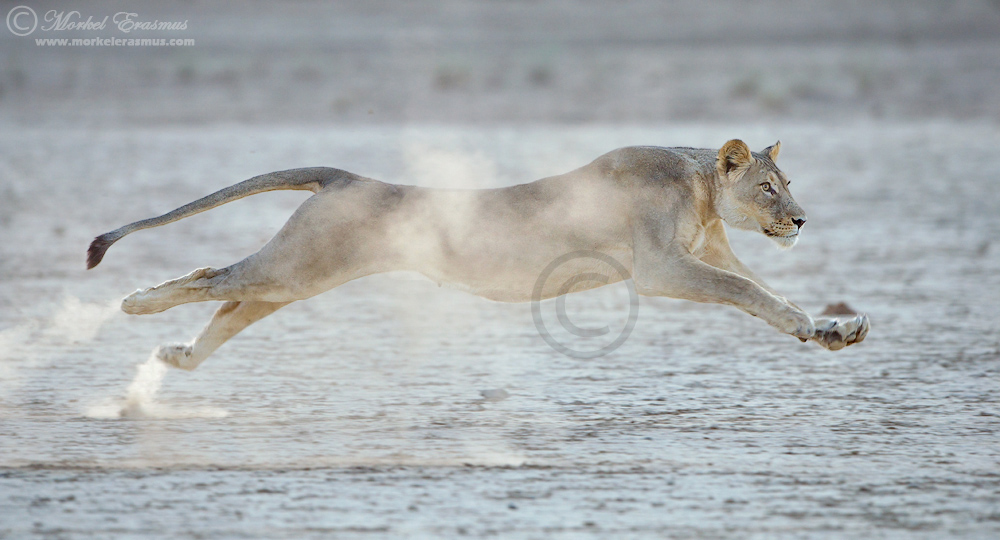 Lion in Flight
