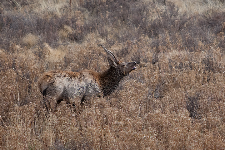 Elk Courting