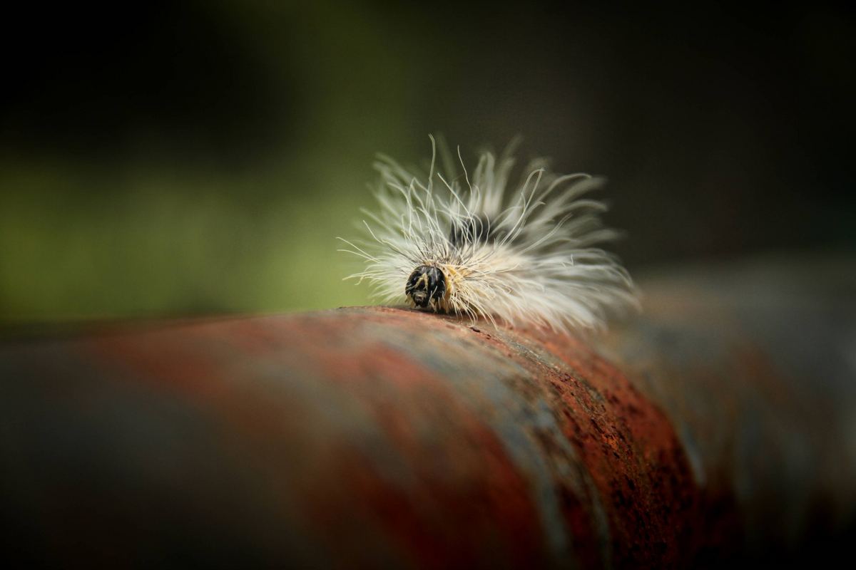 Fuzzy Was He 