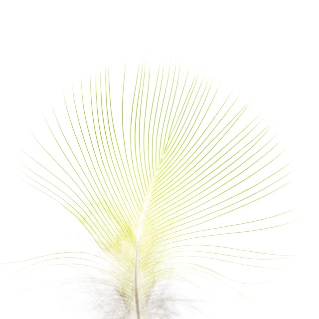 Yellow Feather
