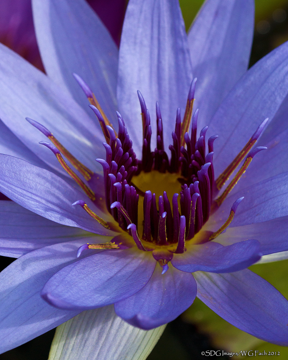 Lilyicious