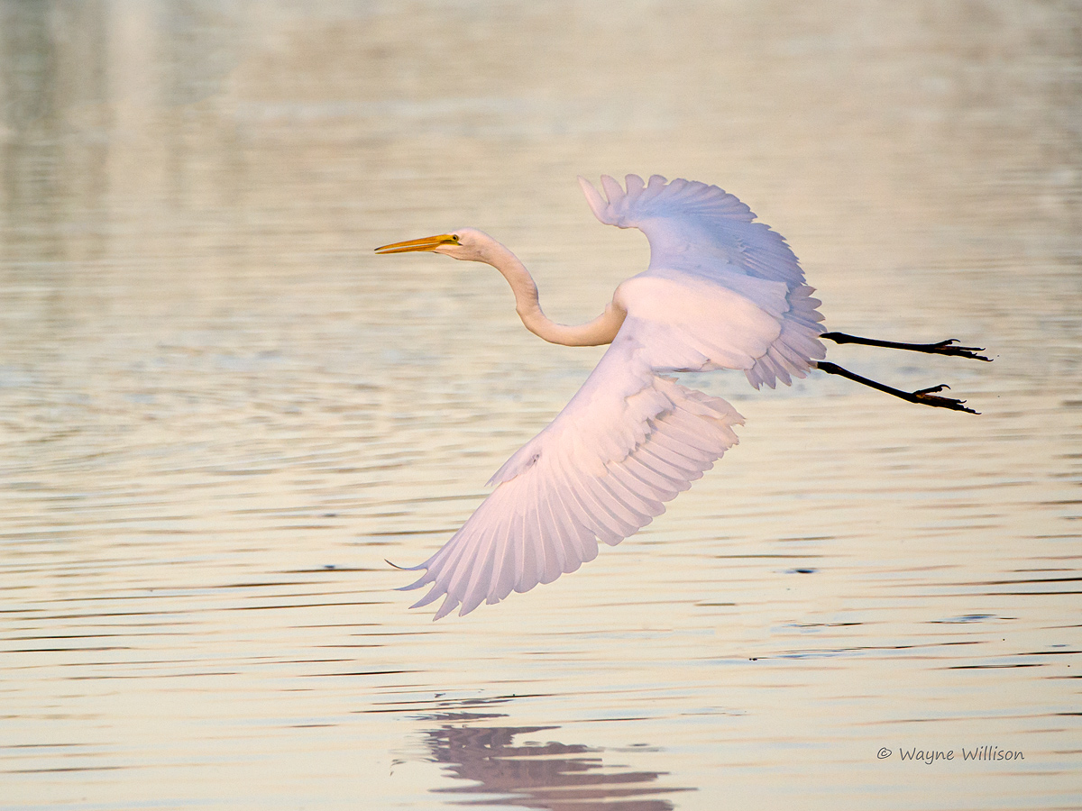December Egret