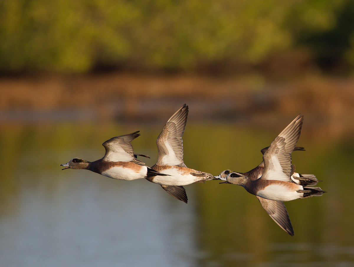 The Race-Am. Wigeon