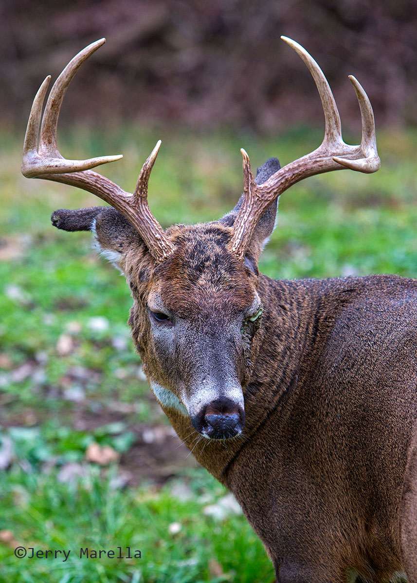 Blind Whitetail buck