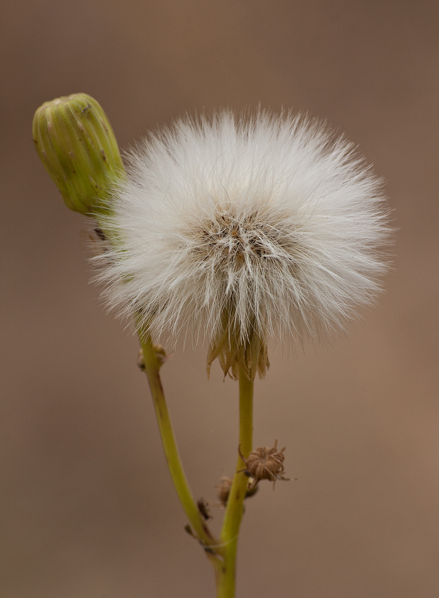 After the Flower