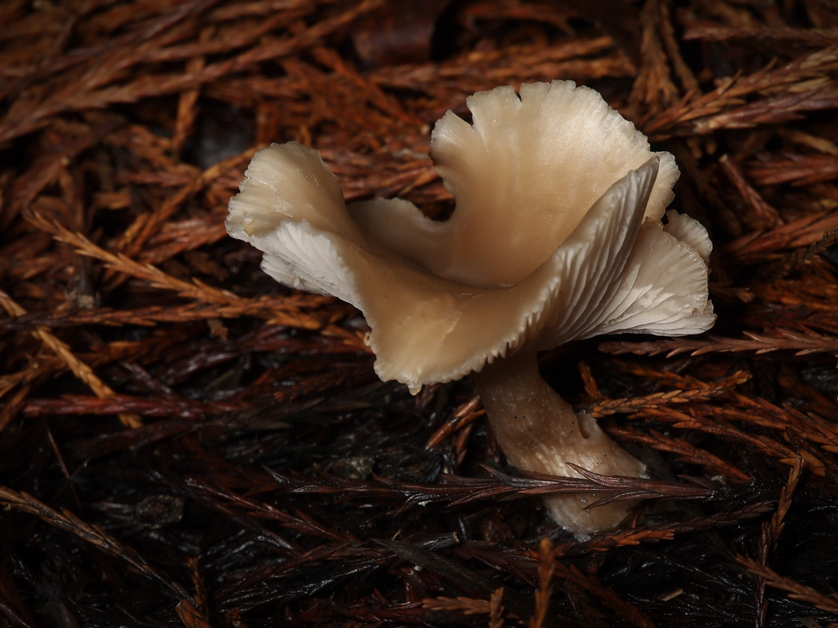 Mushroom with Flair