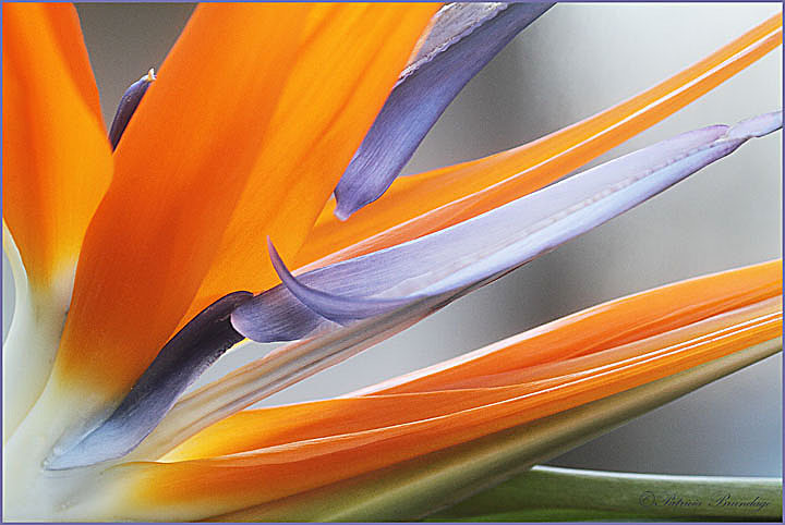 Bird of Paradise #1