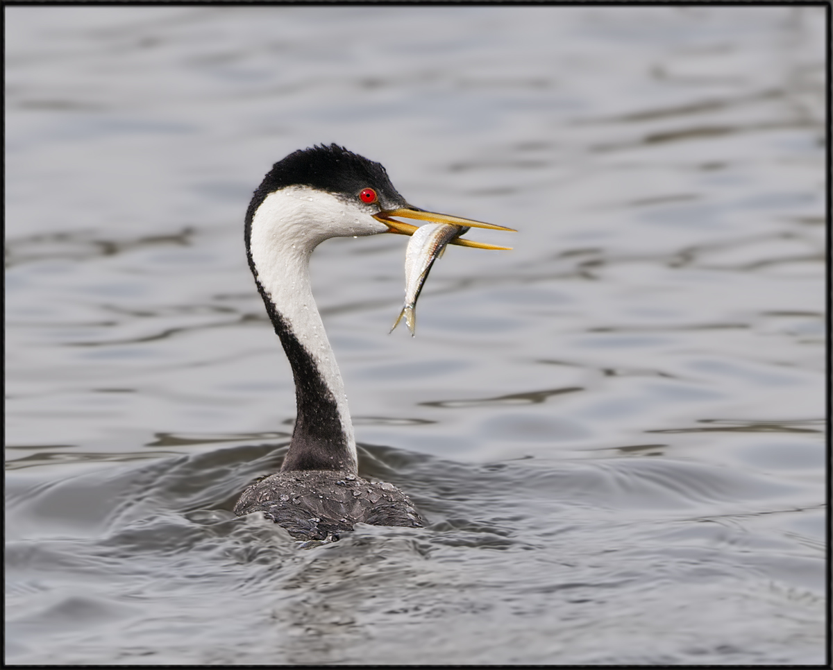 Western Grebe