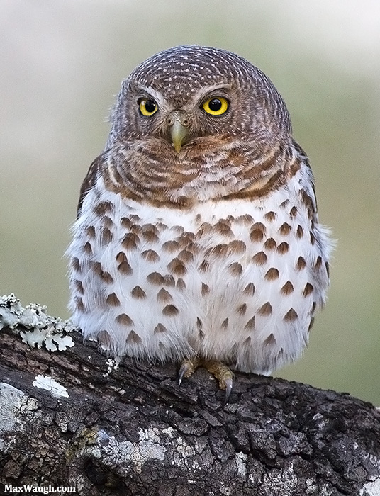 African Barred Owlet