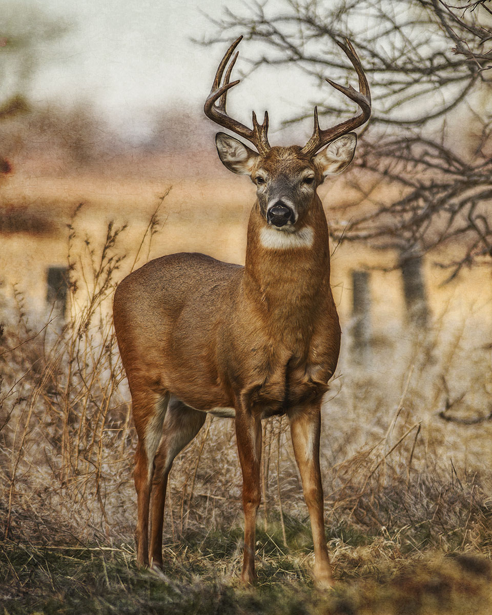 White-tail Buck art 2