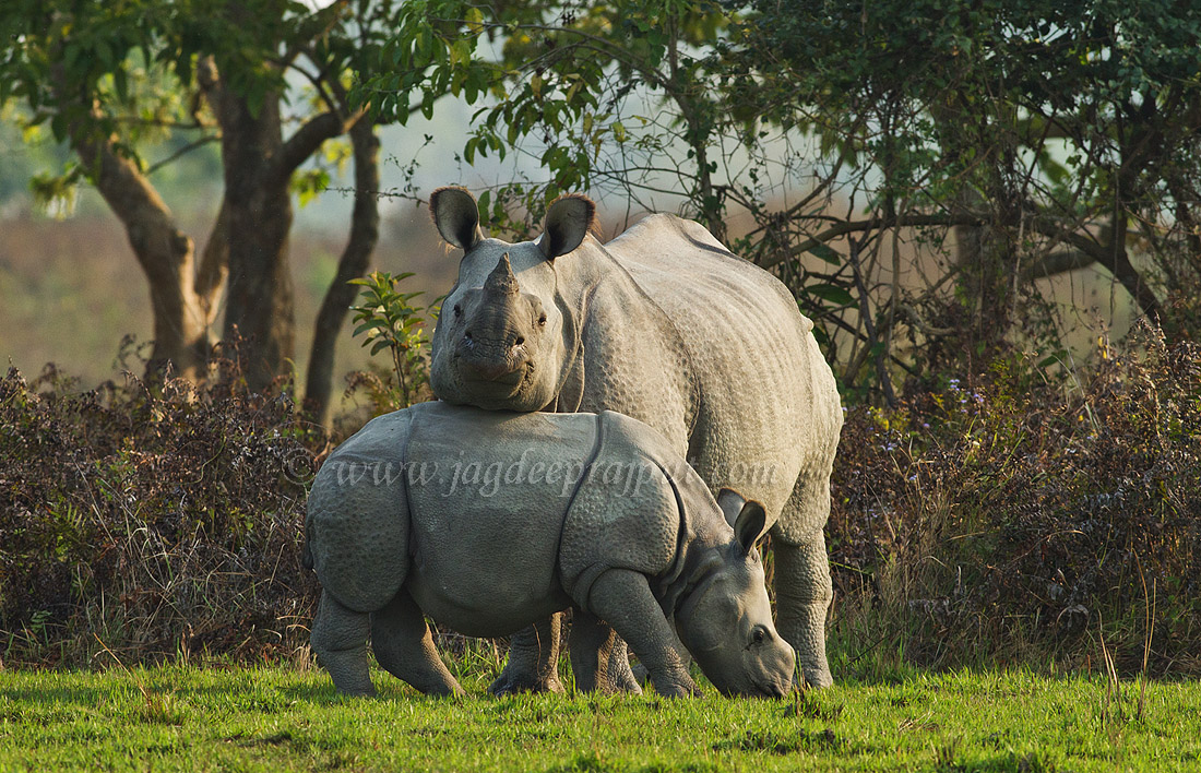 Rhino n young
