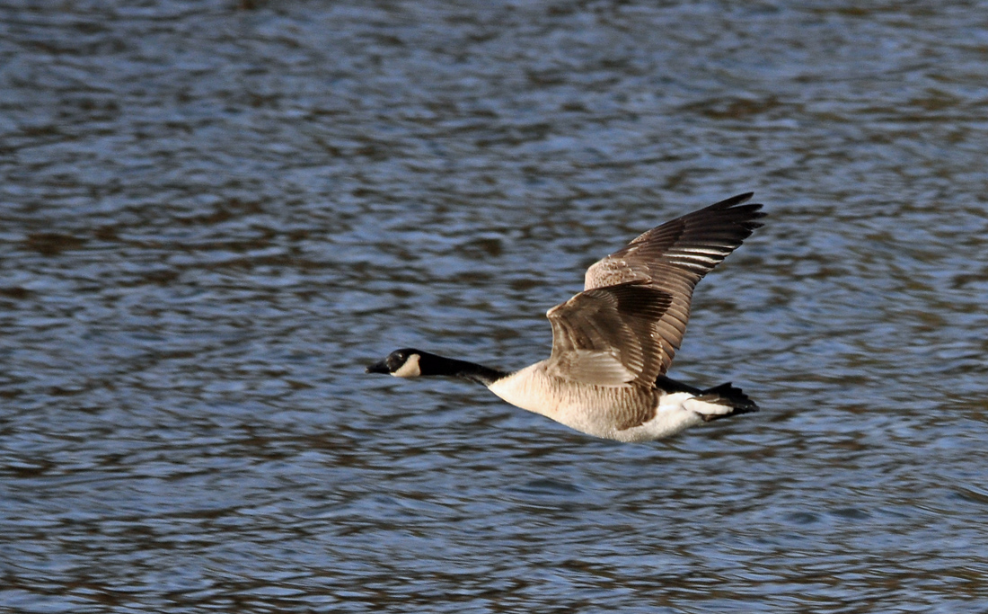Canada Goose