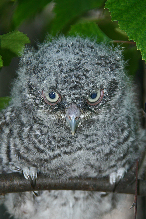 Fluffy litte owl  wc563