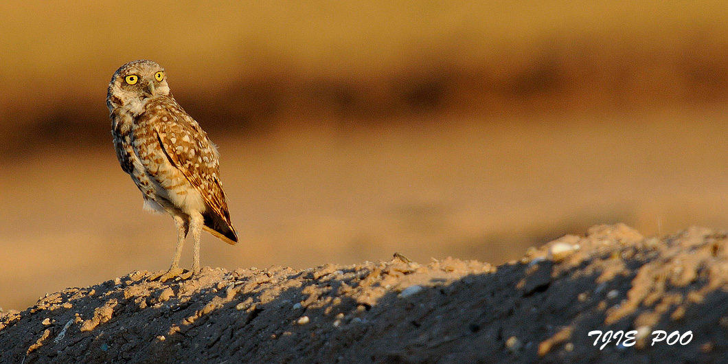 Burrowing Owl