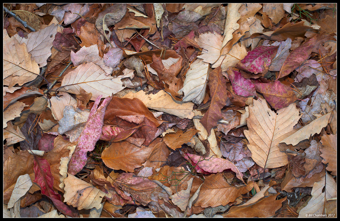 Leafscape 1